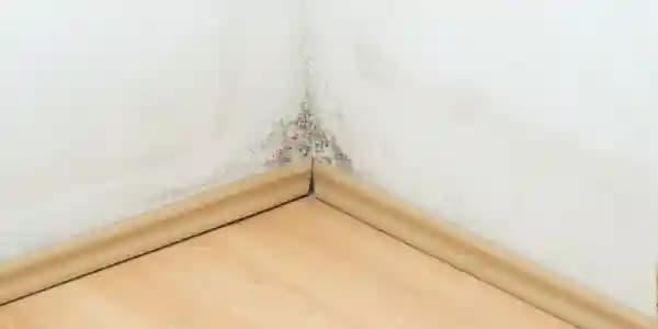 Mold Inspection & Testing