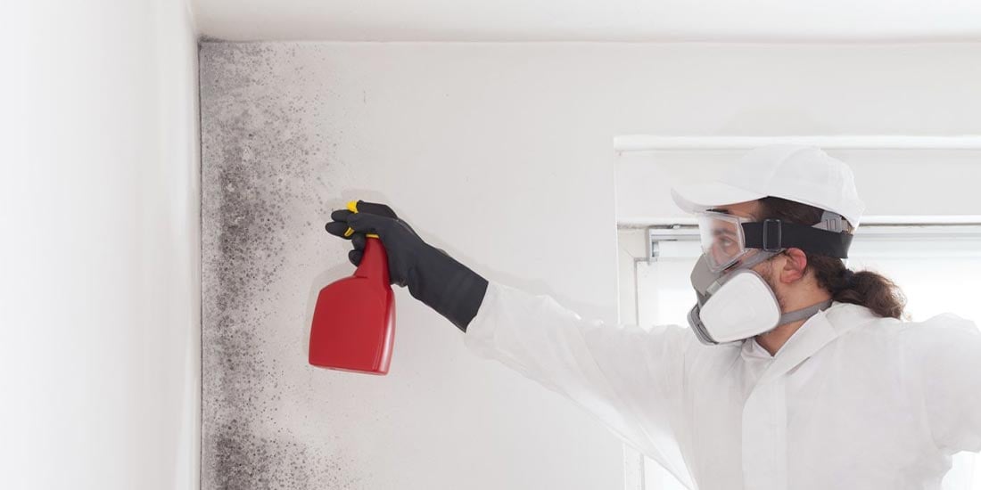Professional Mold Removal Experts Near You